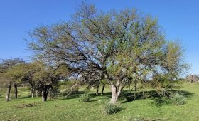 3.5 ha en Zona Termas - Villa Elisa
