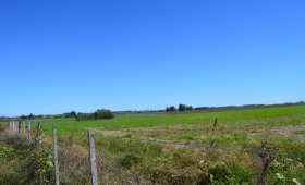 5.5 hectáreas en Villa Elisa. S/ Ruta 130